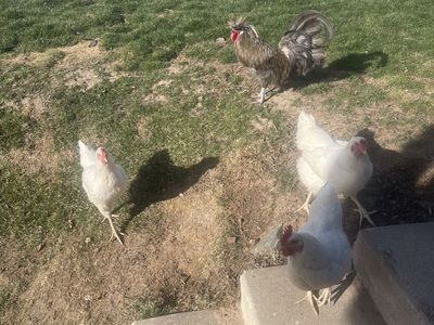 Chickens For Sale
