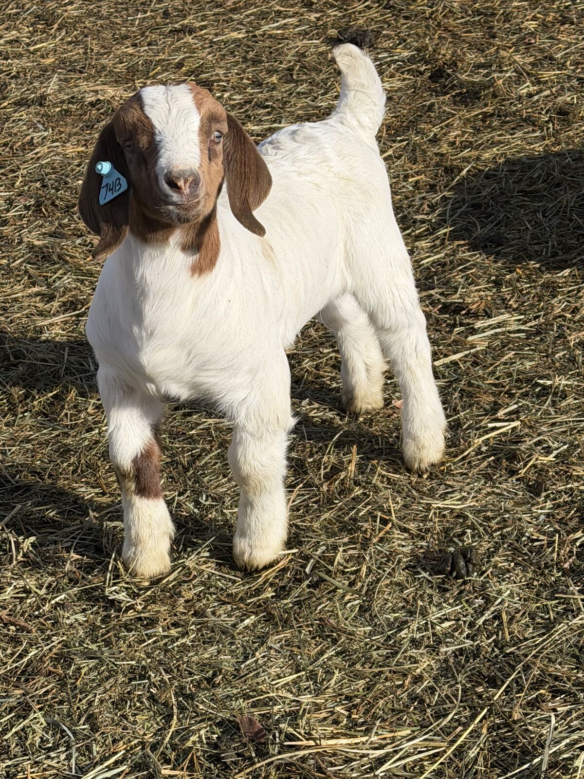 Show Wether Or Possibly A Buck