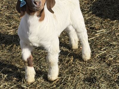 Show Wether Or Possibly A Buck