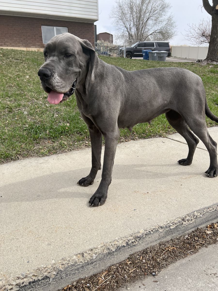 Beautiful Female Great Dane 
