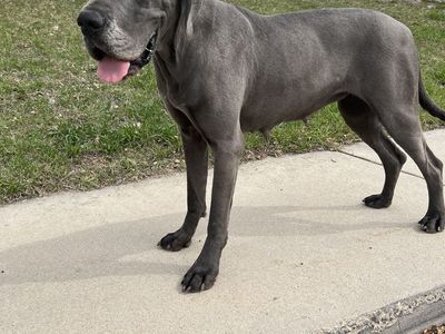 Beautiful Female Great Dane