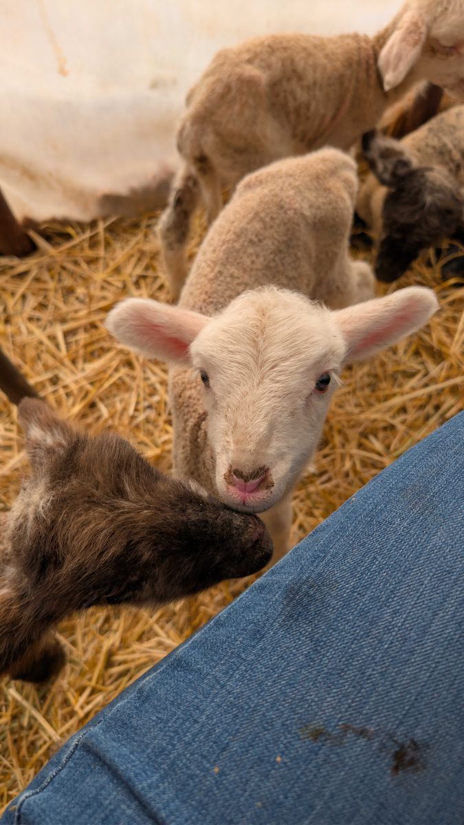 Bummer Lambs for Sale