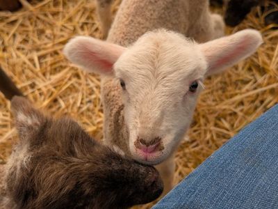 Bummer Lambs for Sale