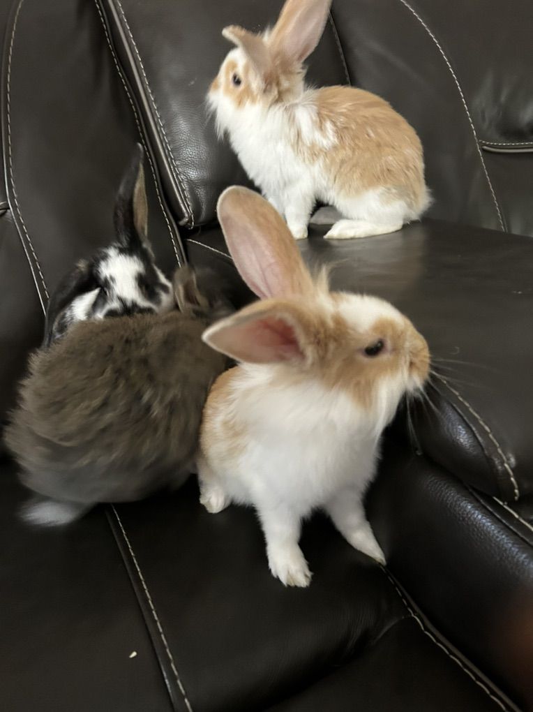 Baby Bunnies