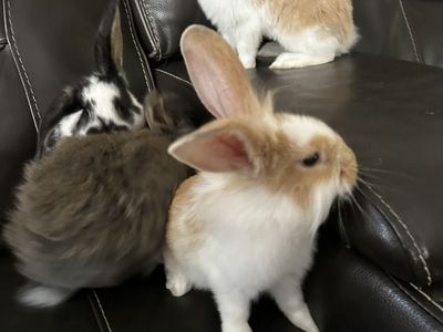Baby Bunnies