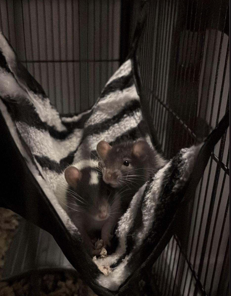 Pet Rats for Rehoming