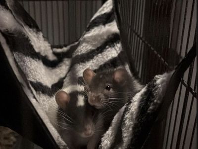 Pet Rats for Rehoming