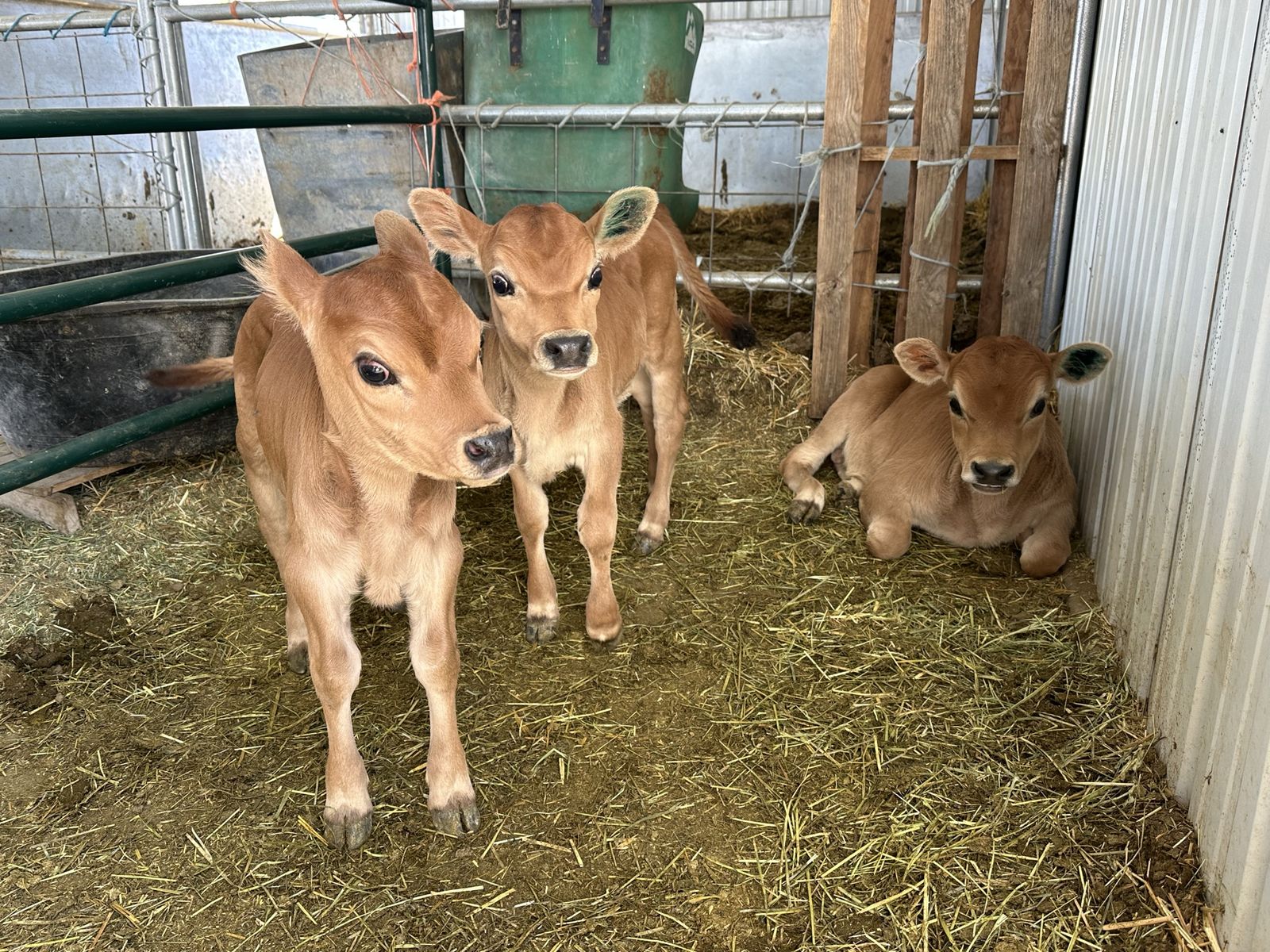Mini - Miniature / Midsize Jersey Cattle  - Milk Cows - Heifers