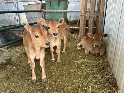 Mini - Miniature / Midsize Jersey Cattle - Milk Cows - Heifers