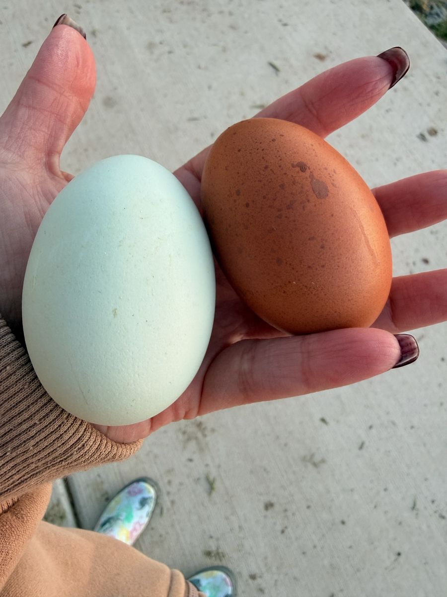 Farm Fresh eggs
