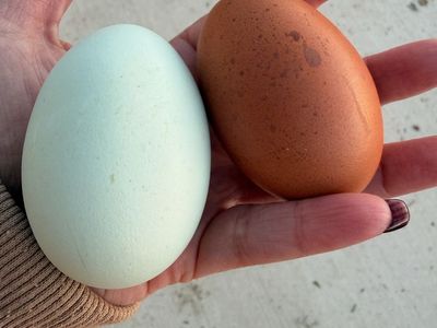 Farm Fresh eggs