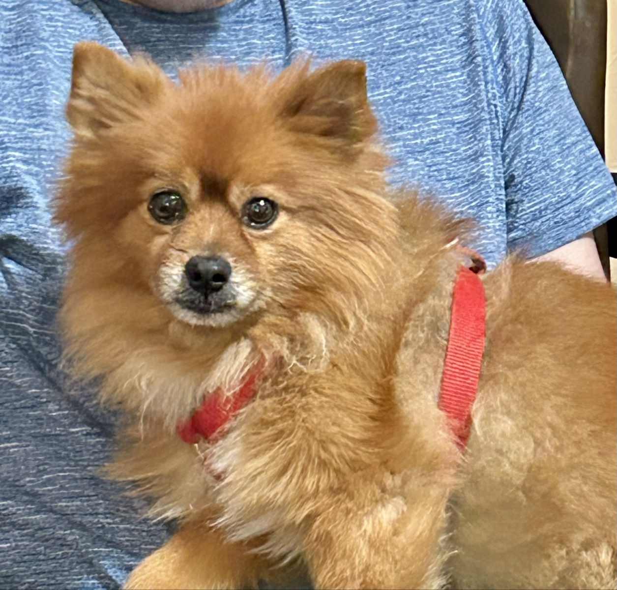 Pomeranian
