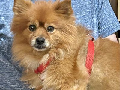 Pomeranian