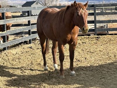 2022 AQHA Gelding