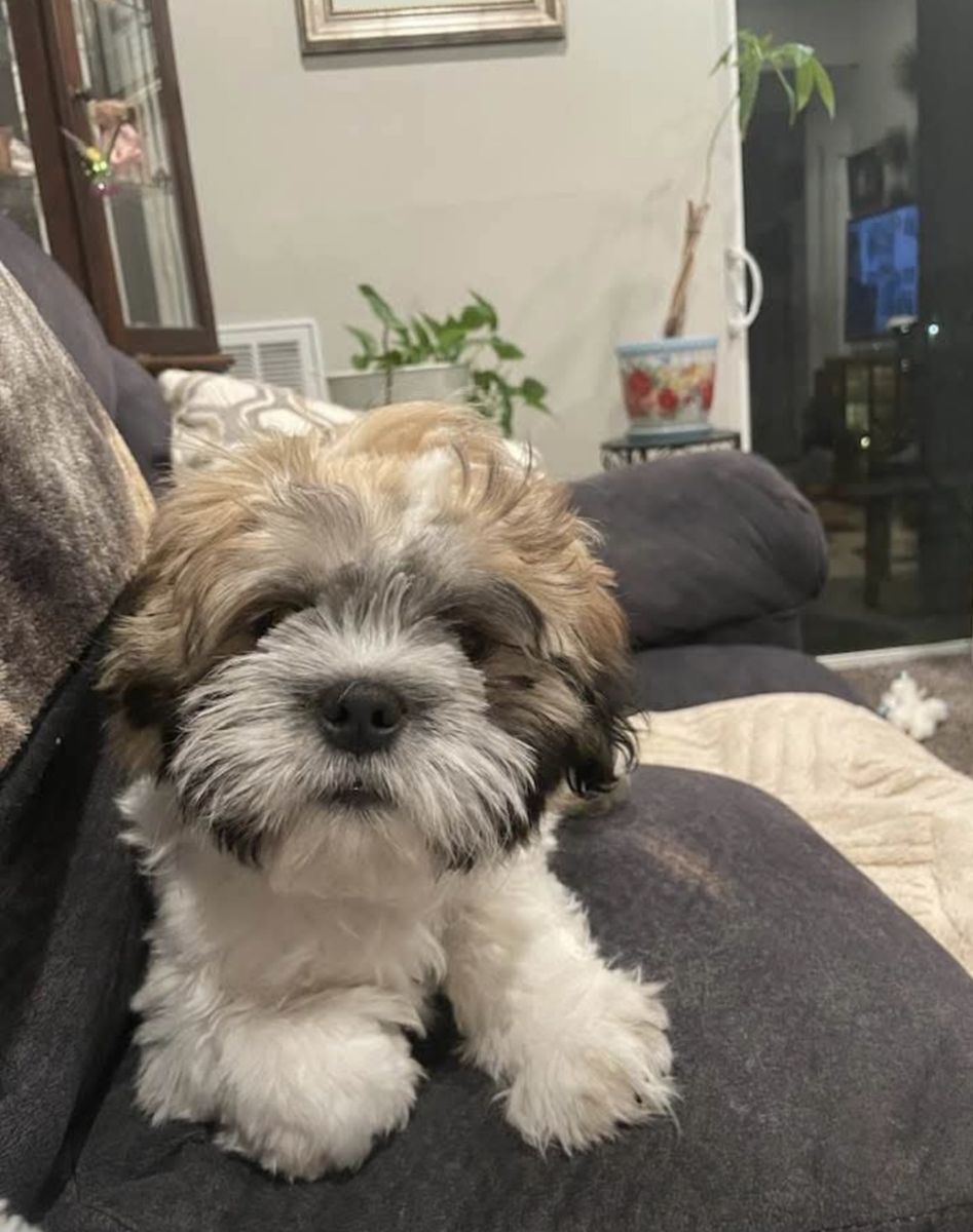 Pending pickup  week old Shih Itzu Puppy $600 obo paid $1200