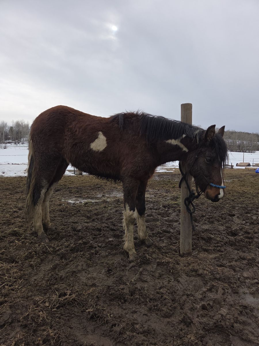 Missouri Foxtrotter Filly