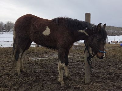Missouri Foxtrotter Filly