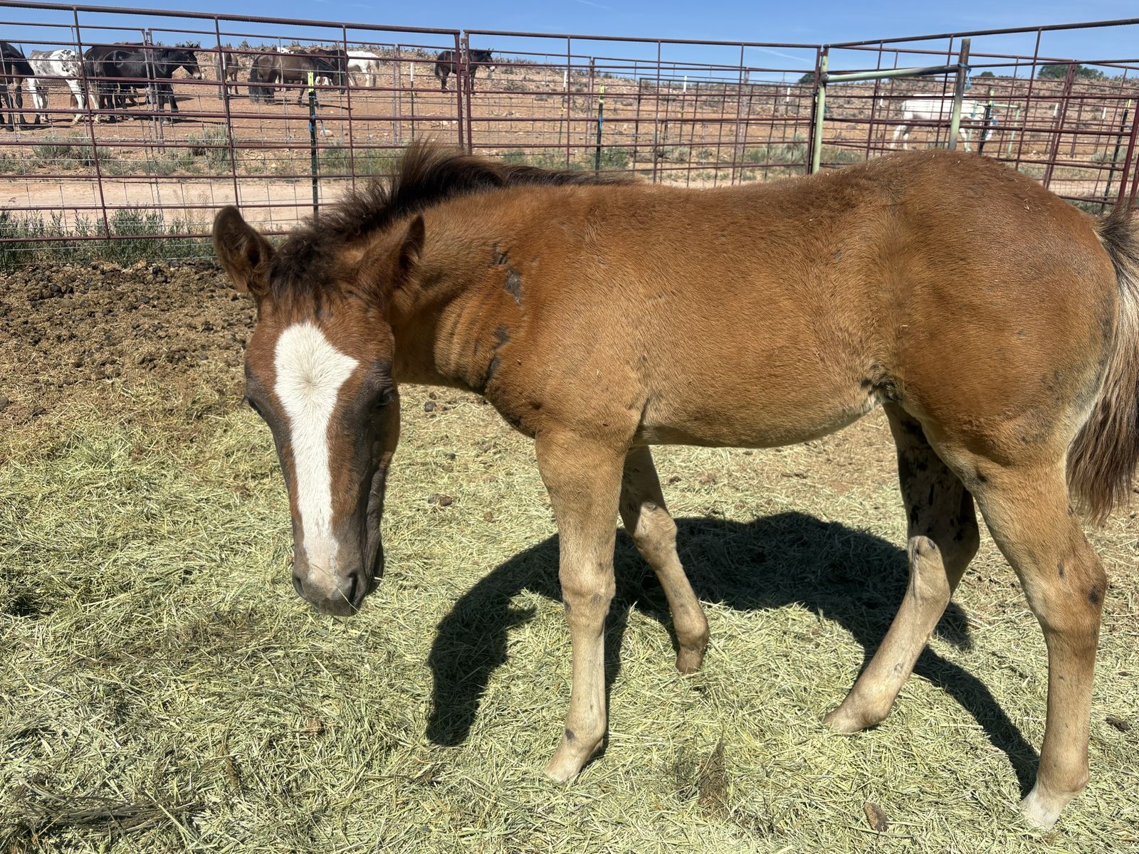 AQHA 2026 Filly