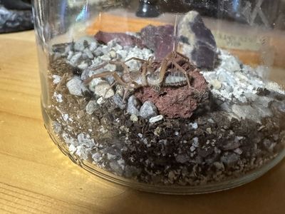 Super hard to find! Camel spider
