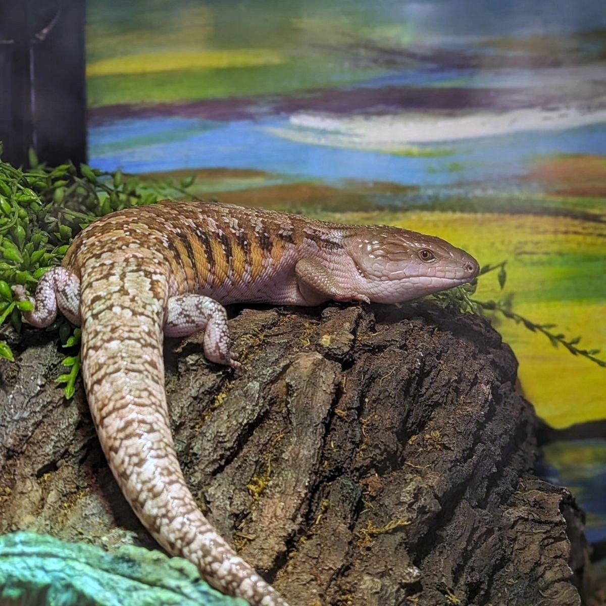 Northern Blue Tongue Skink + 4x2x2 Enclosure
