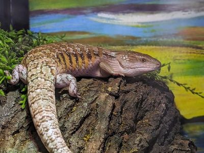 Northern Blue Tongue Skink + 4x2x2 Enclosure