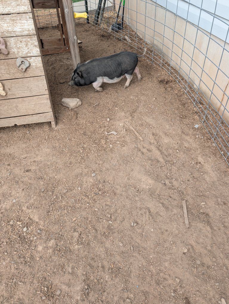 Juliana Piglet