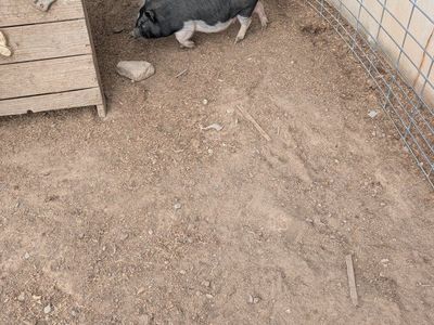 Juliana Piglet