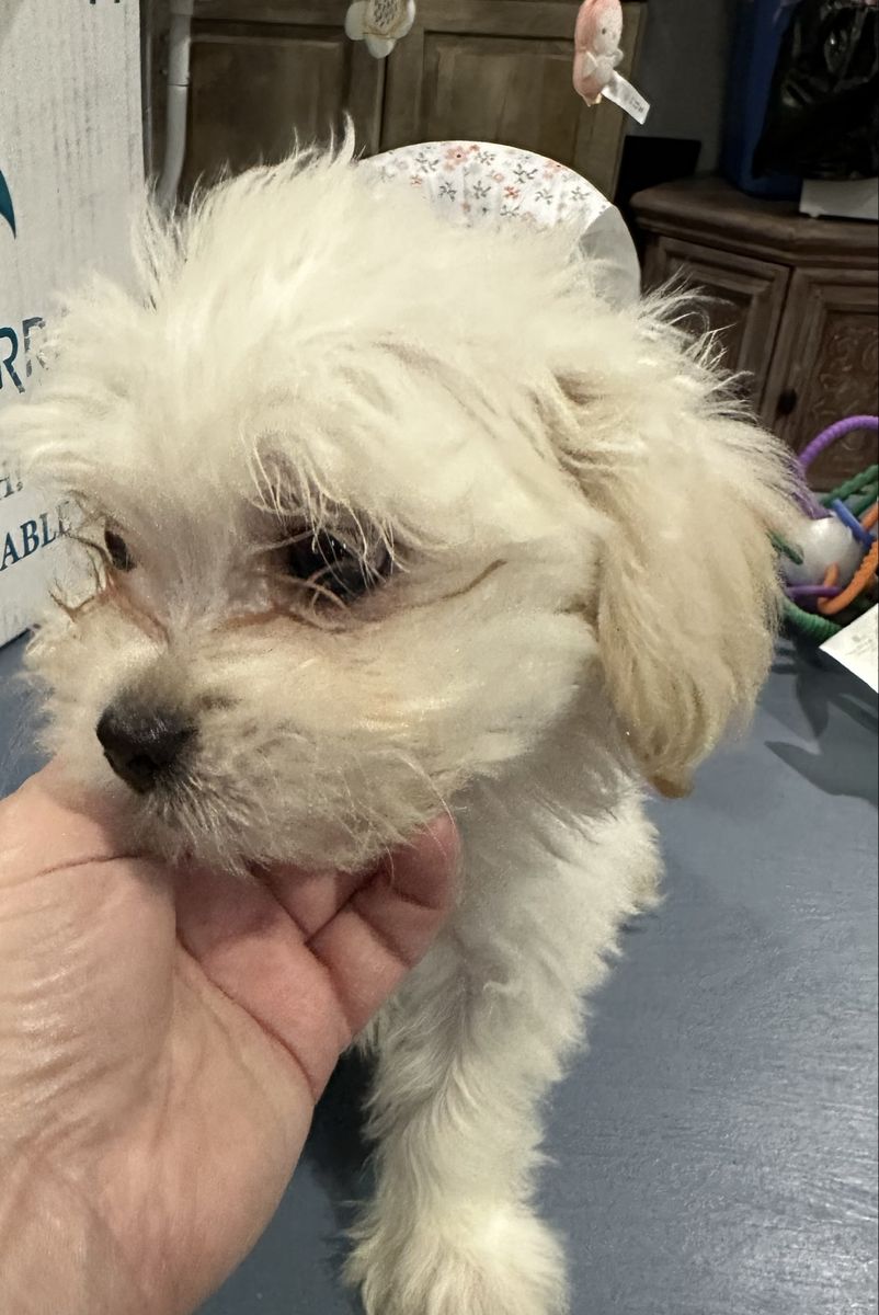 Shih Tzu Bichon Frisée puppies
