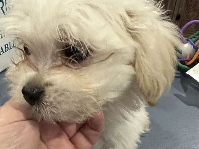 Shih Tzu Bichon Frisée puppies