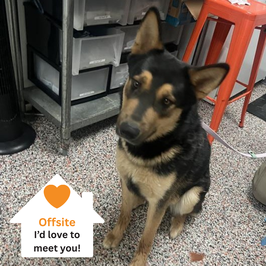 Hello my name is Rex