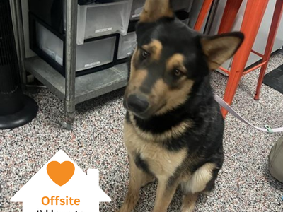 Hello my name is Rex