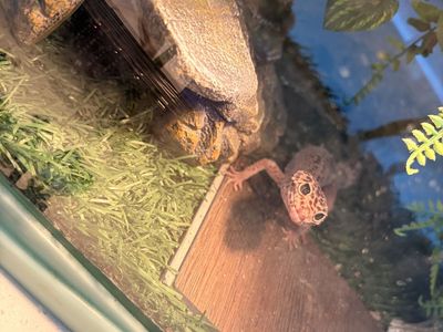 Leopard Spot Gecko