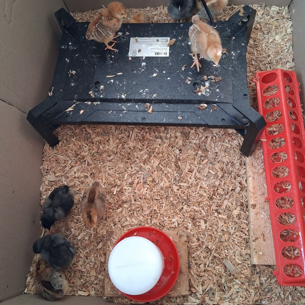 Chicks for Sale