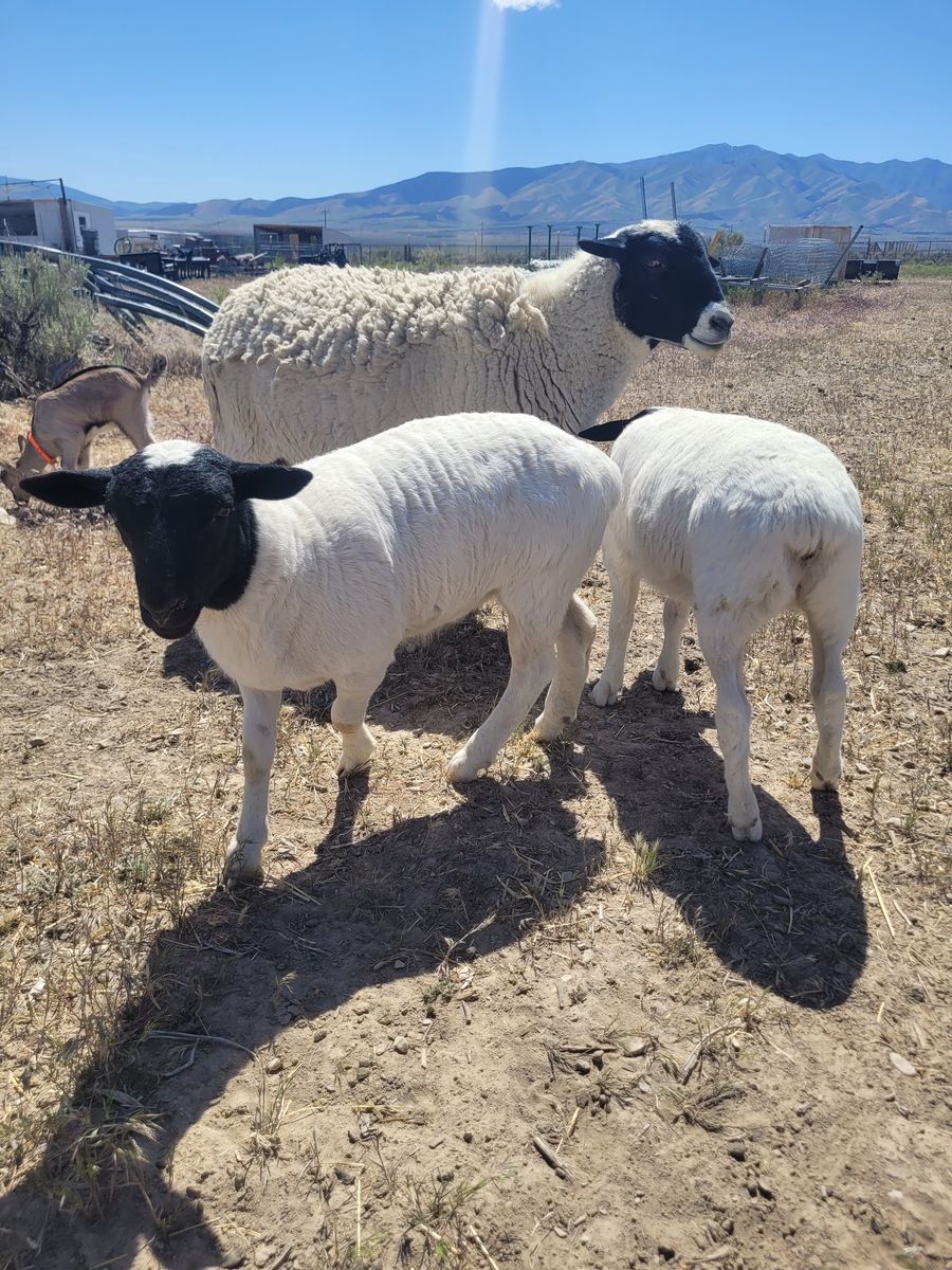 Wethered Dorper Ram lambs