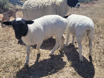 Wethered Dorper Ram lambs