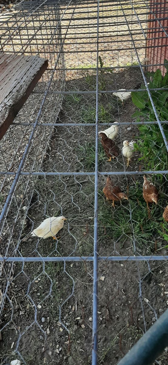 Pullets