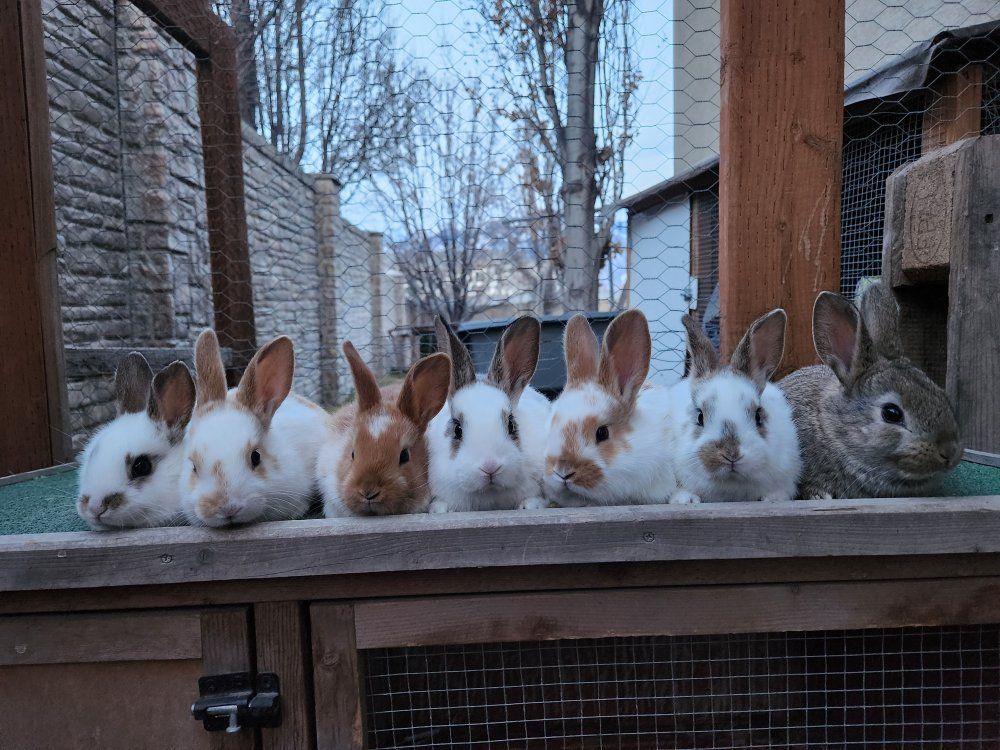 Sweet Baby Bunnies – Rex Mix