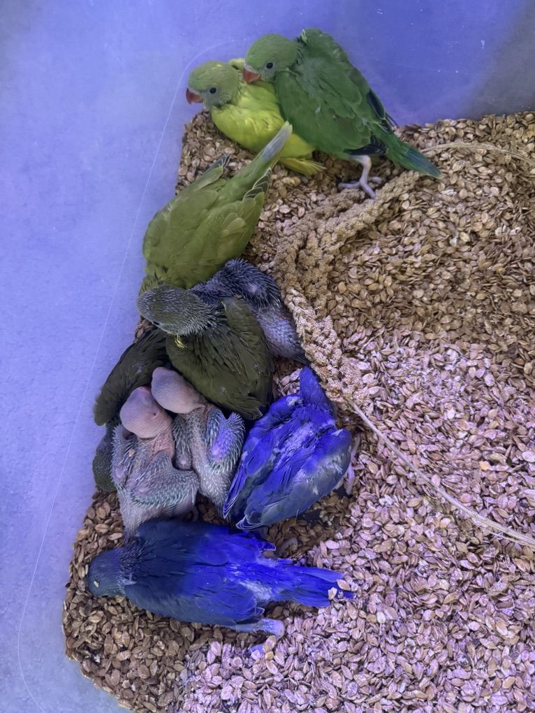 Indian Ringneck Babies