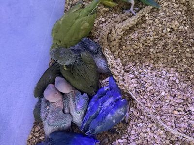 Indian Ringneck Babies
