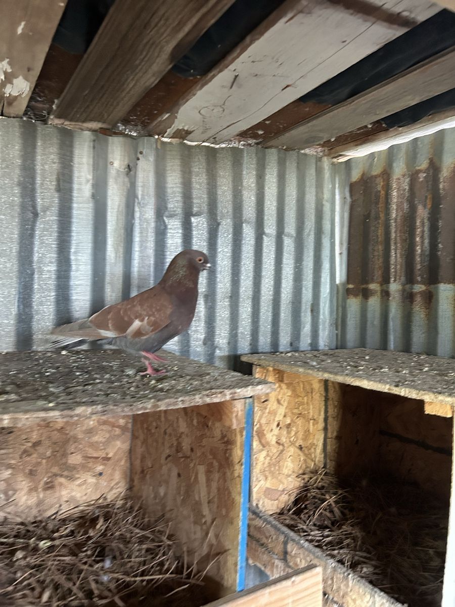FREE Birmingham roller pigeon