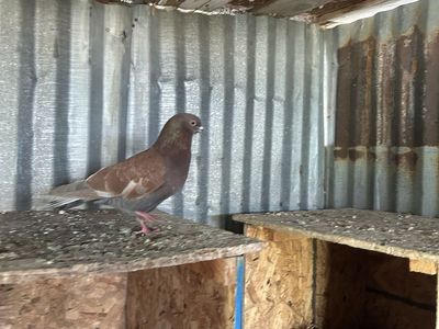 FREE Birmingham roller pigeon