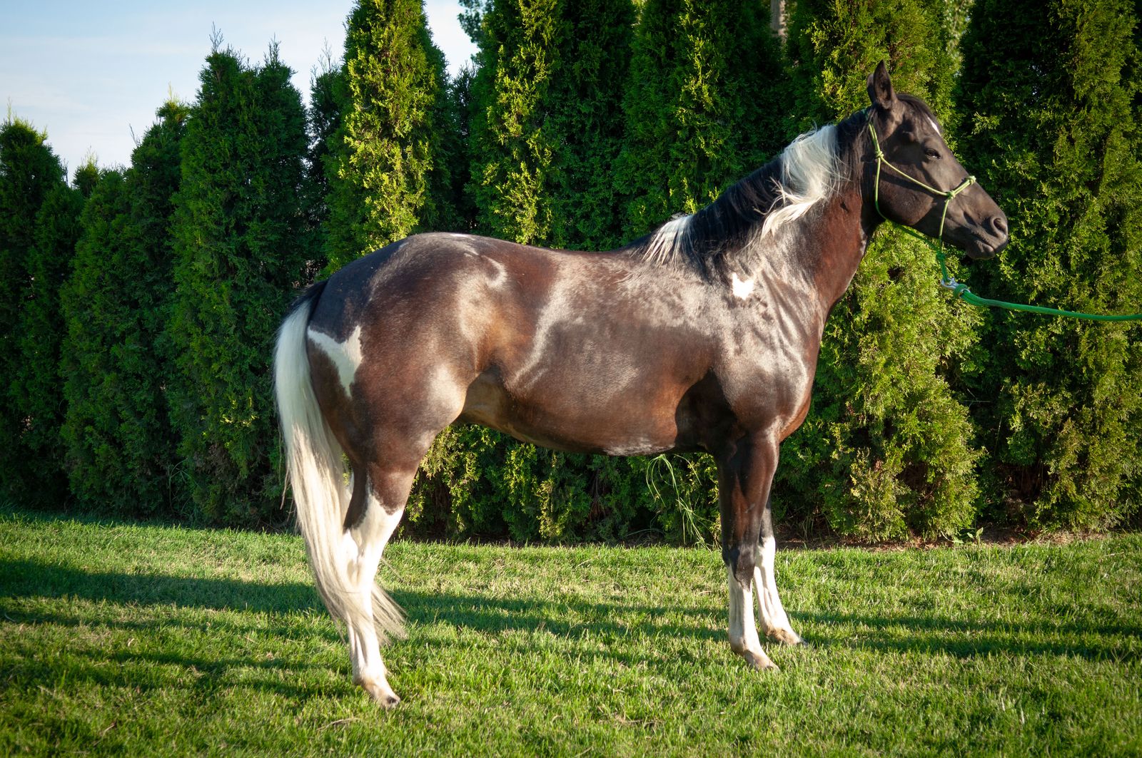 5-Year-Old Grade Gelding | Well-Started All-Around Prospect