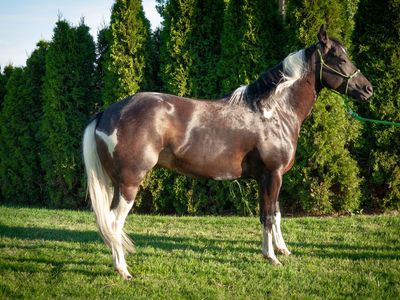5-Year-Old Grade Gelding | Well-Started All-Around Prospect