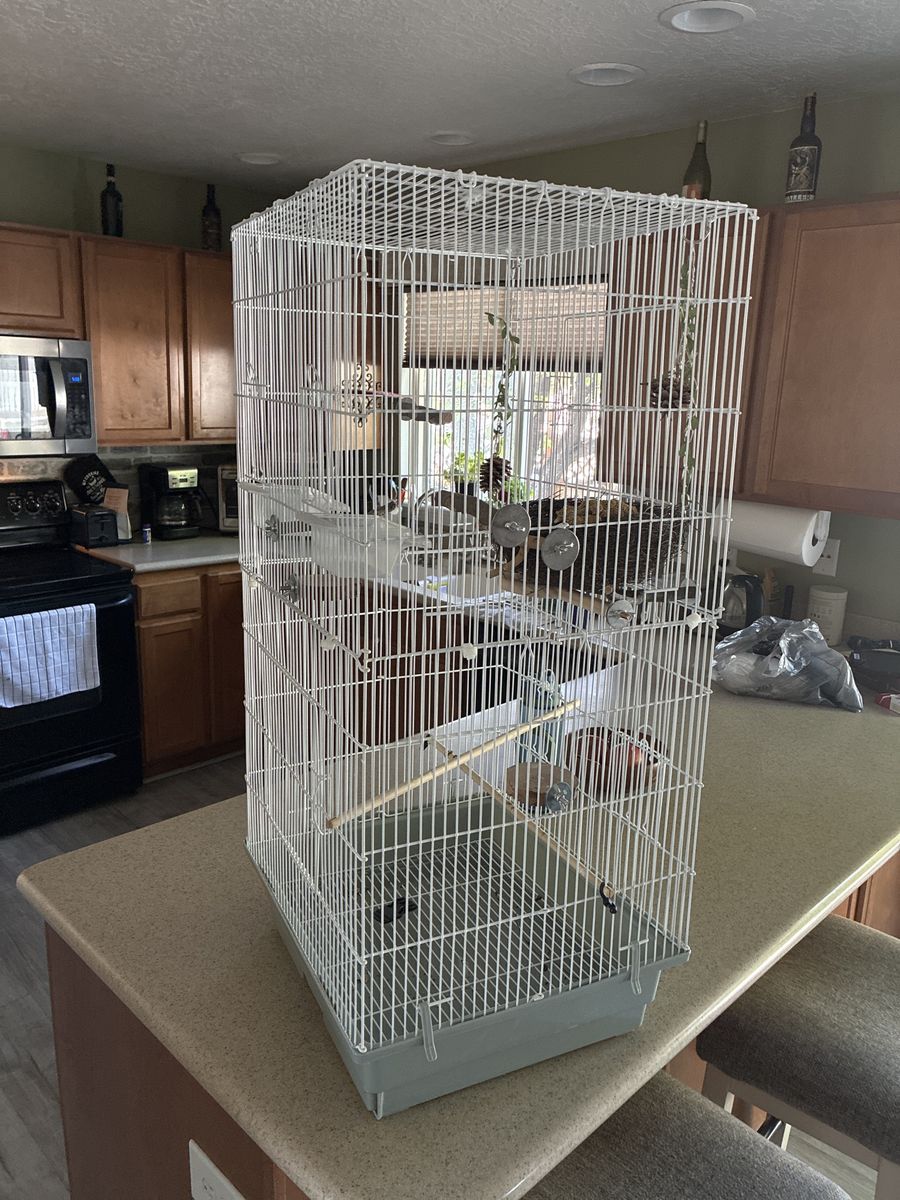 Bird Cage