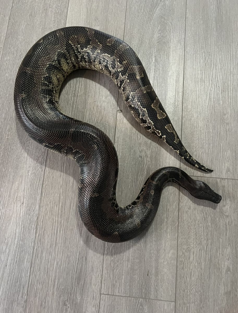 Adult Female Black Headed Sumatran Short-Tailed Python
