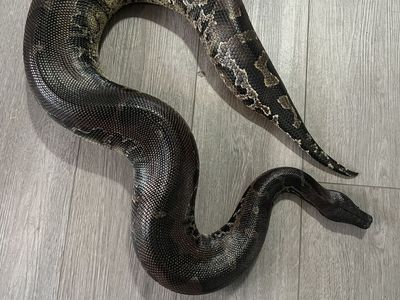 Adult Female Black Headed Sumatran Short-Tailed Python