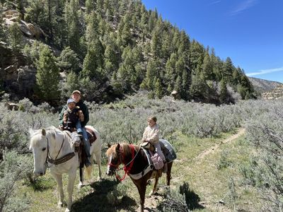 Gentle 11 Year Old Grade Ranch Grey Gelding