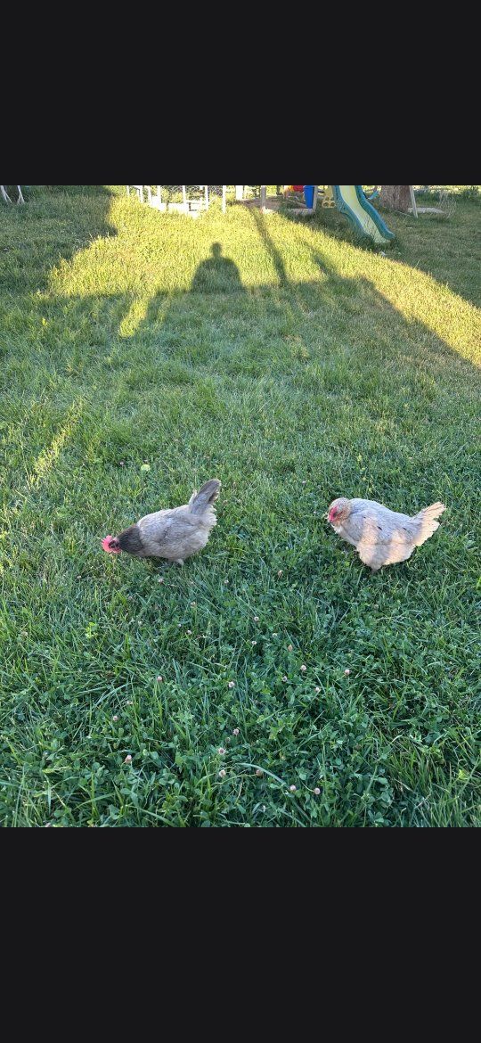 Pair of Live Chickens for Sale - Healthy & Active Backyard Hens