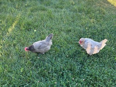Pair of Live Chickens for Sale - Healthy & Active Backyard Hens