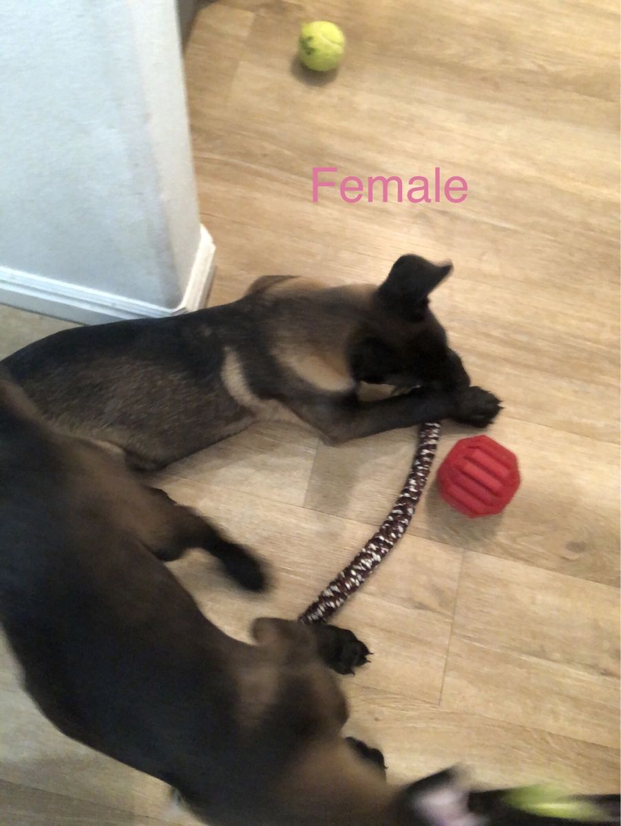 Belgian Malinois